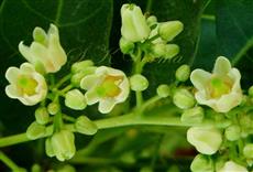  Flowers (Female)